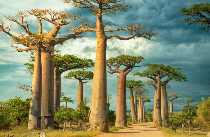 destination-Madagascar