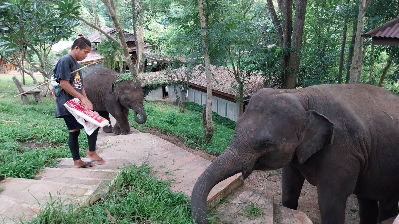 itineraire-thailande-3-semaines-chaing-mai-reveil-elephant