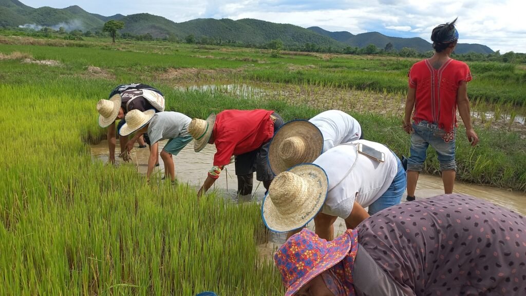Initiation-à -la-riziculture-à-Chiang-Maï-en-Thaïlande