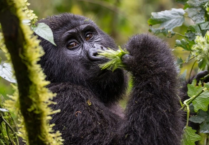 où-partir-en-voyage-Ouganda