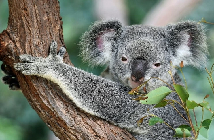où-partir-en-voyage-australie