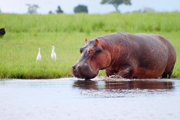 où-partir-en-voyage-botswana