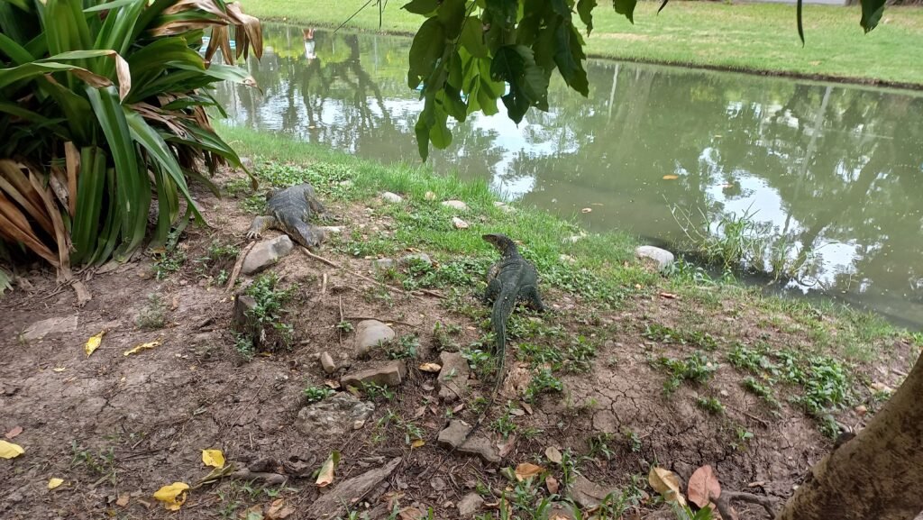thailande-bangkok-varan-lumphini