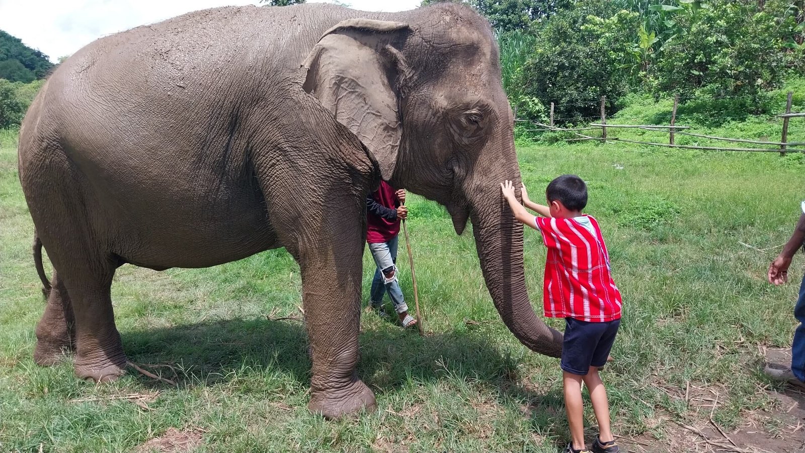 thailande-chiang-mai-elephant-enfant