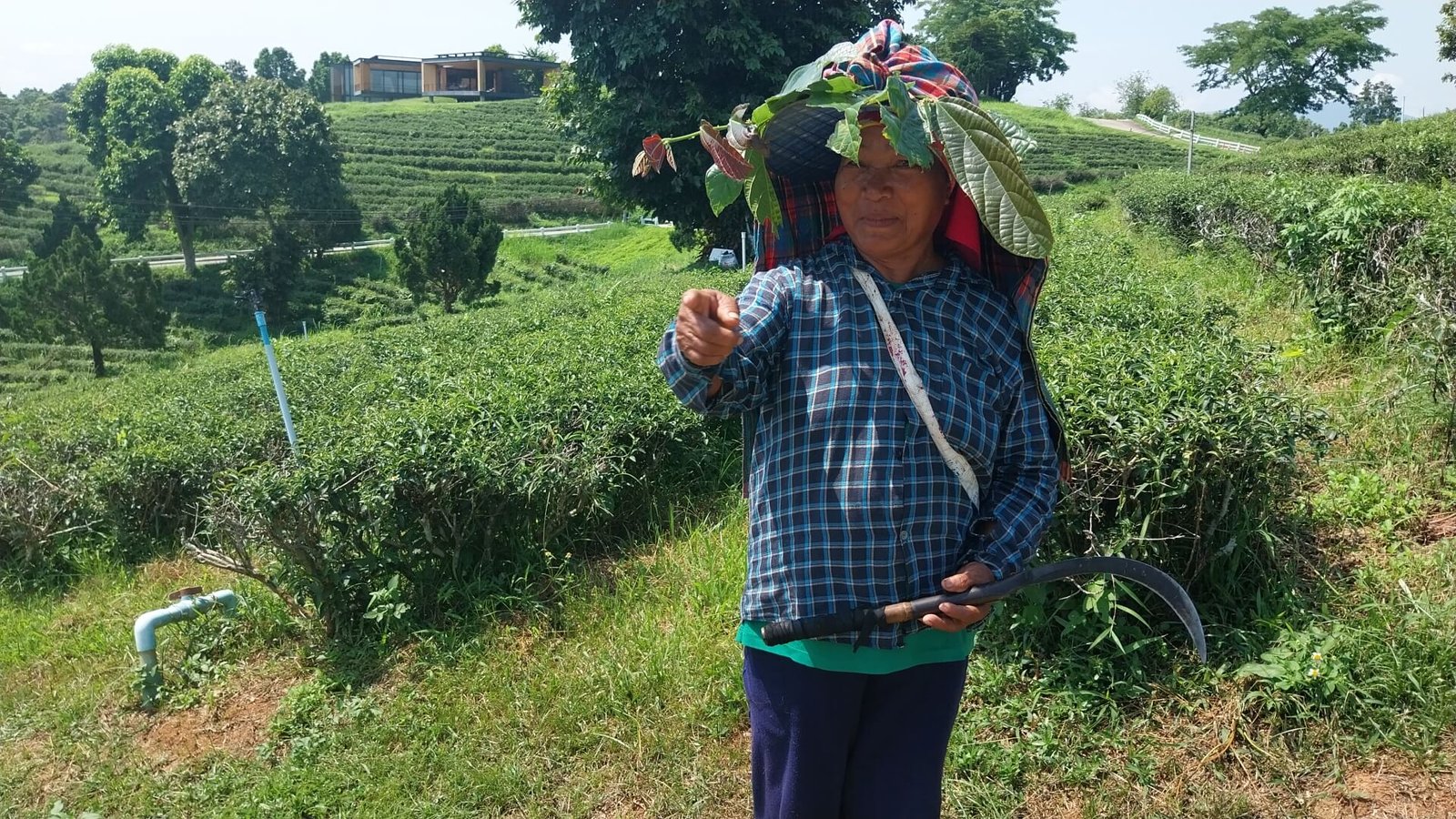 thailande-chiang-rai-plantation-the
