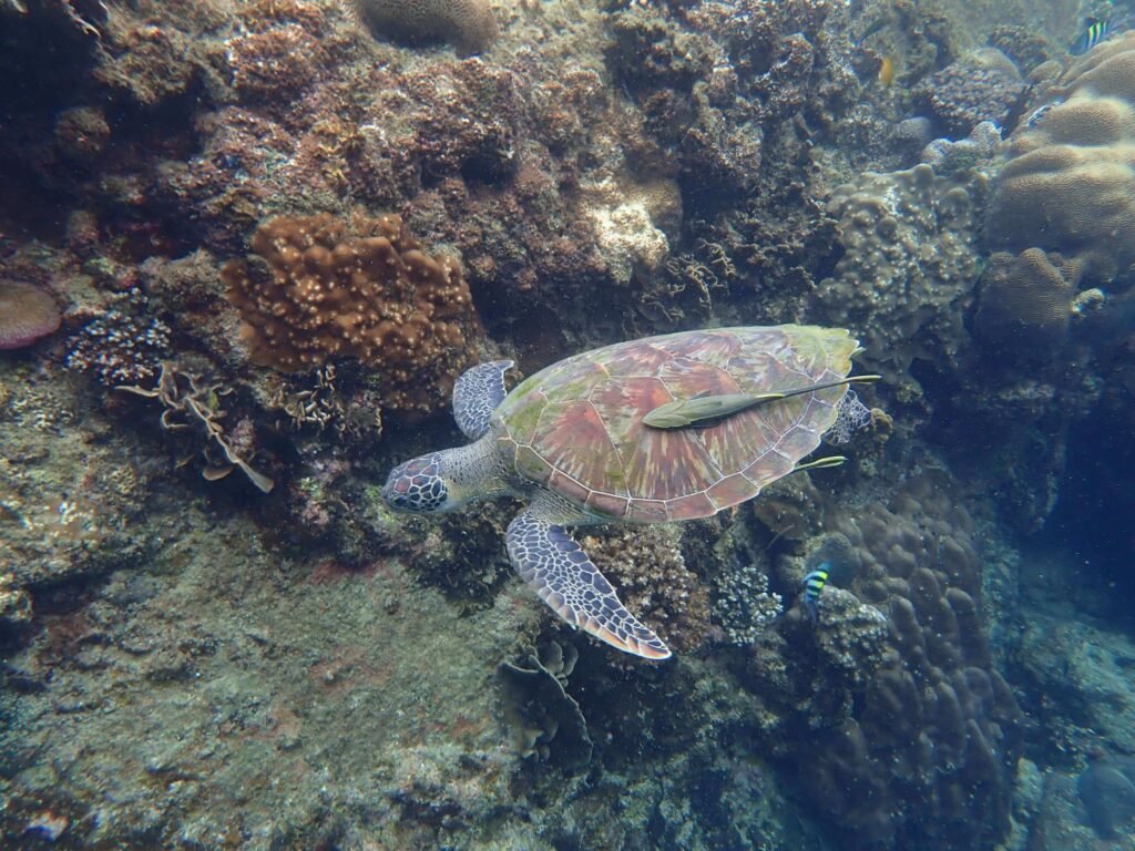 thalande-koh-tao-snorkelling