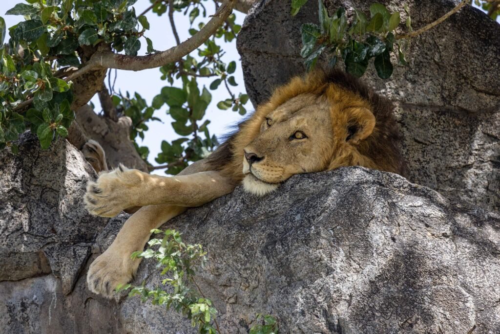 lion-dans-les-arbres-tanzanie