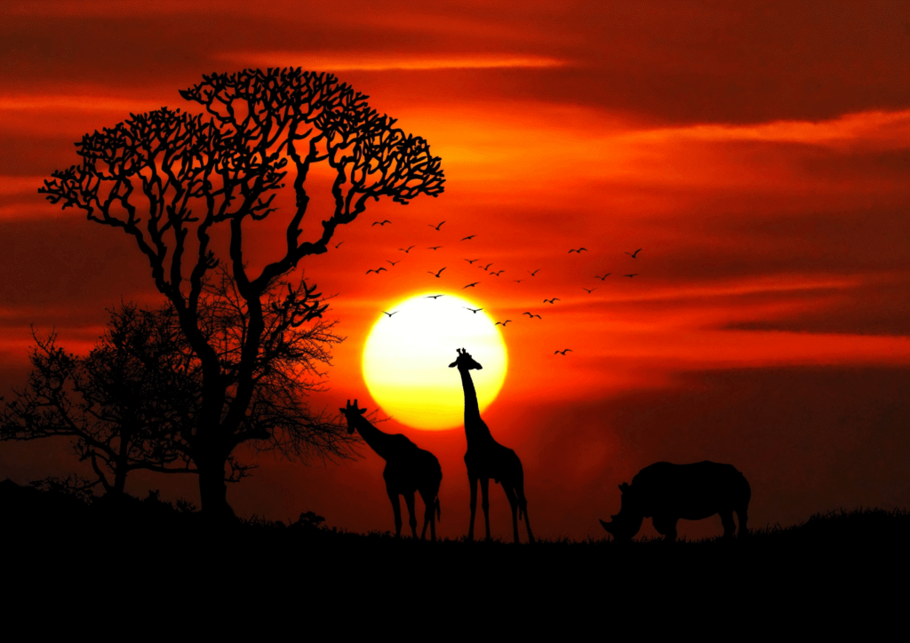 safari-de-nuit