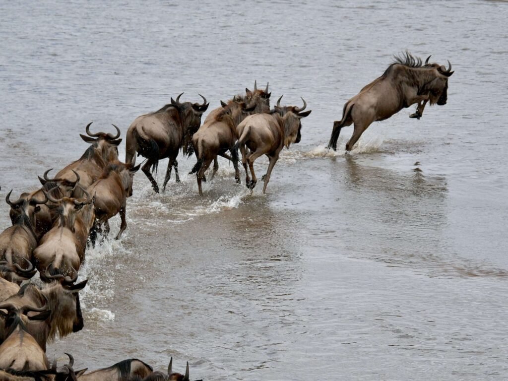 tanzanie-migration-gnous