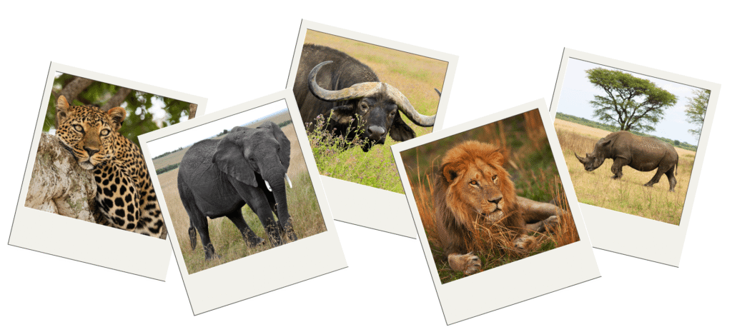 visiter-la-tanzanie-big-5