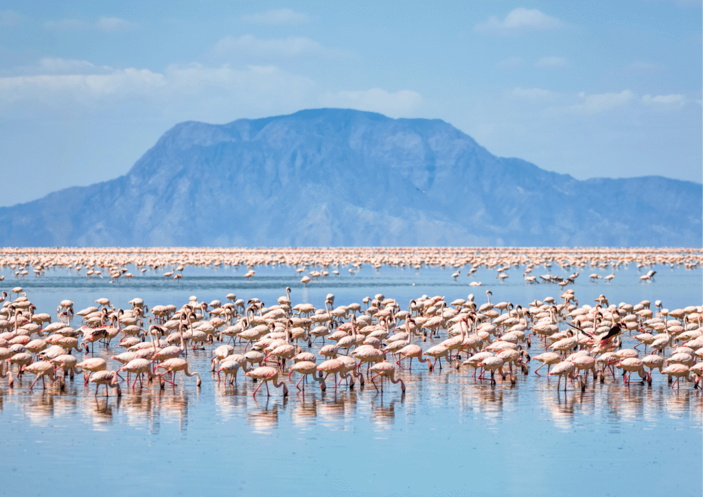 visiter-la-tanzanie-flamands-roses