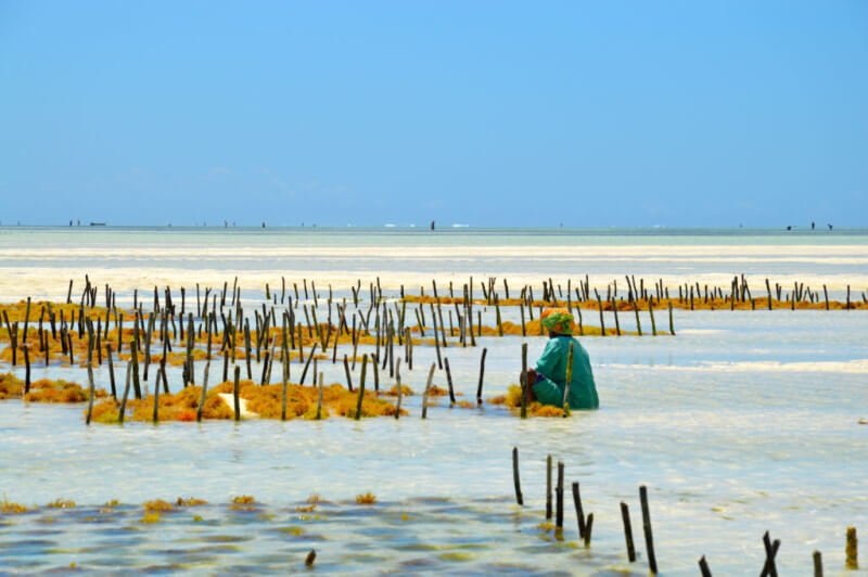 zanzibar-culture-des-algues