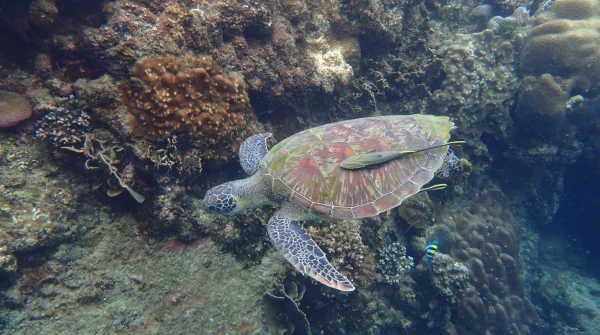 snorkeling